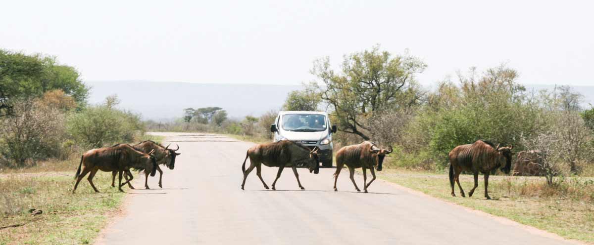 Der Krueger-Nationalpark in Südafrika, näher geht nicht – UNIEK Südafrika – Einmal im Leben so.