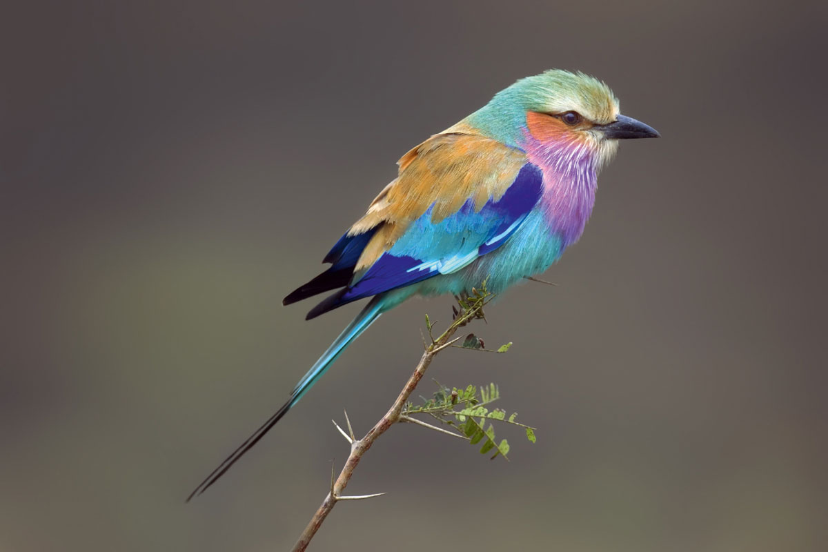 Südafrika, das exotische Vogelparadies – UNIEK Südafrika – Einmal im Leben so.