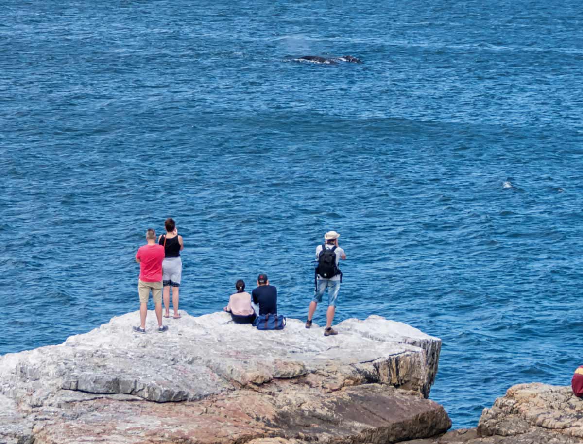 Whale-Watching in Südafrika, näher geht nicht – UNIEK Südafrika – Einmal im Leben so.